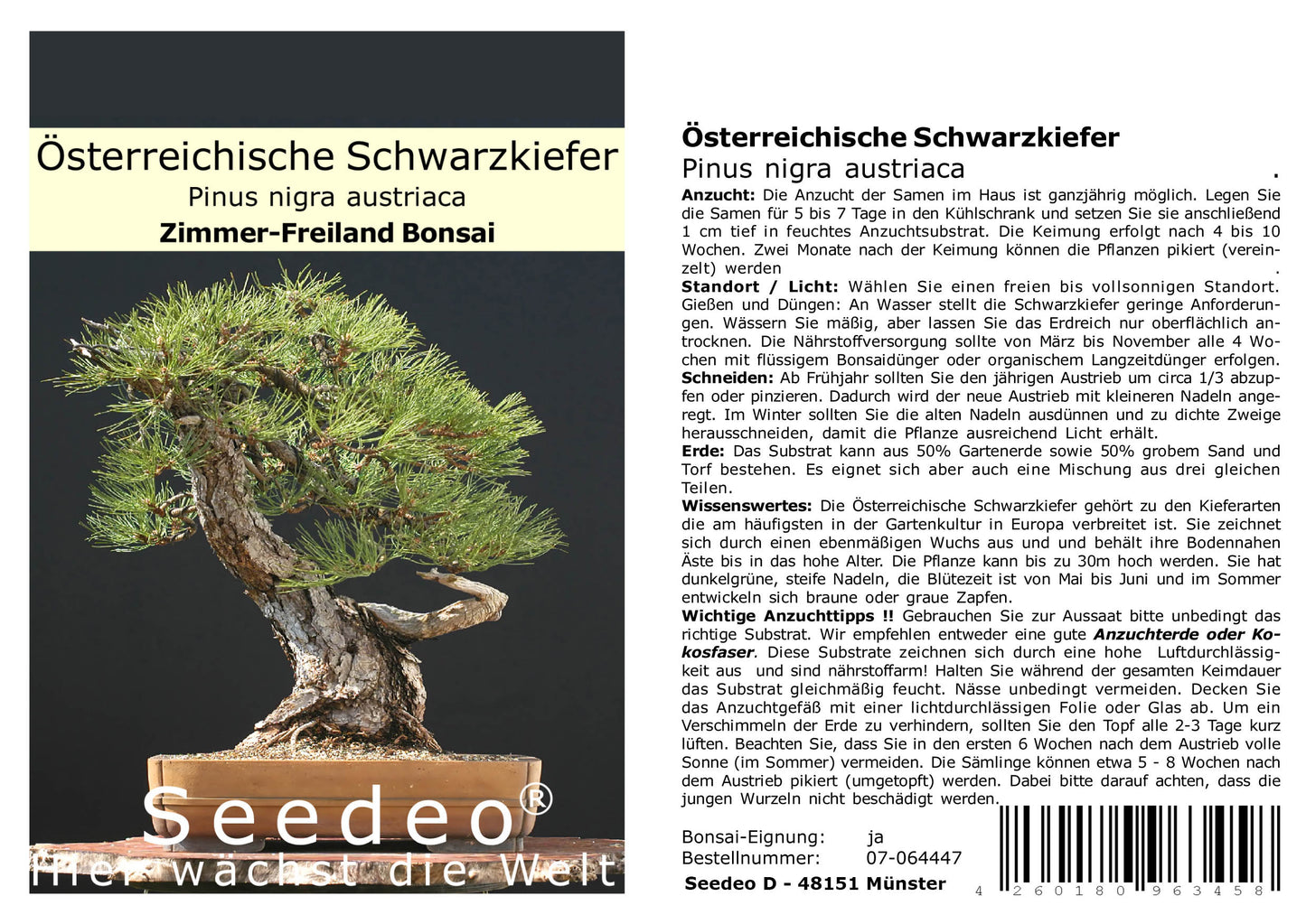 Seedeo® Österreichische Schwarzkiefer Bonsai 30 Samen