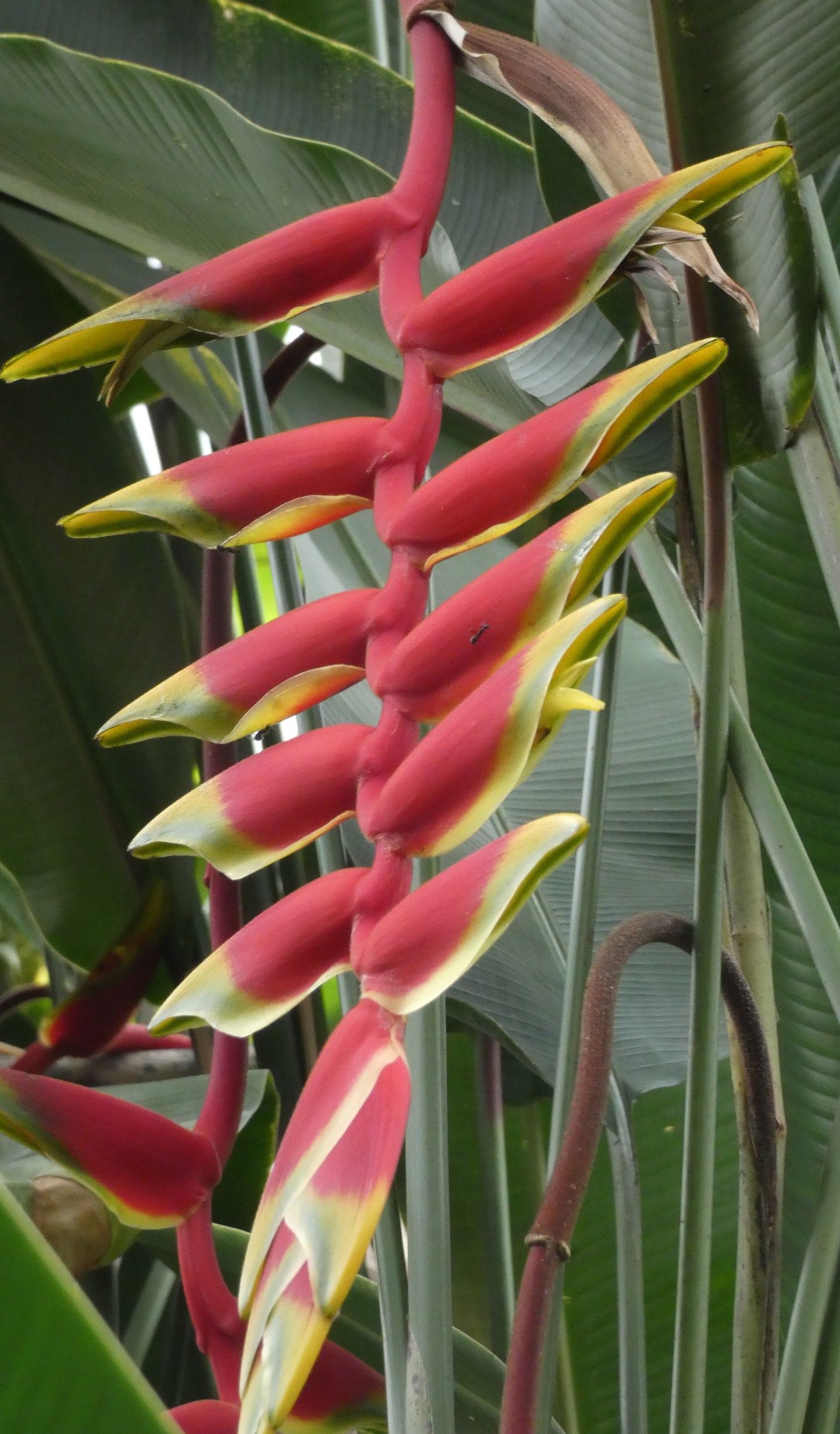 Seedeo® Heliconie Sexy Orange (Heliconia platystachys) 10 Samen