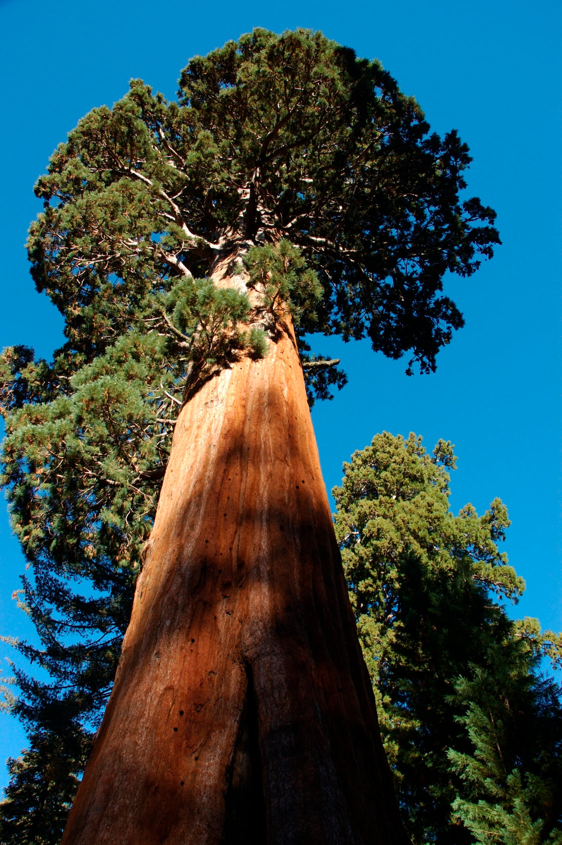 Seedeo® Berg - Mammutbaum (Sequoiadendron giganteum) Pflanze 5 Jahre