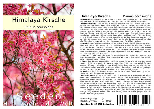 Seedeo® Himalaya Kirsche (Prunus cerasoides) 20 Samen