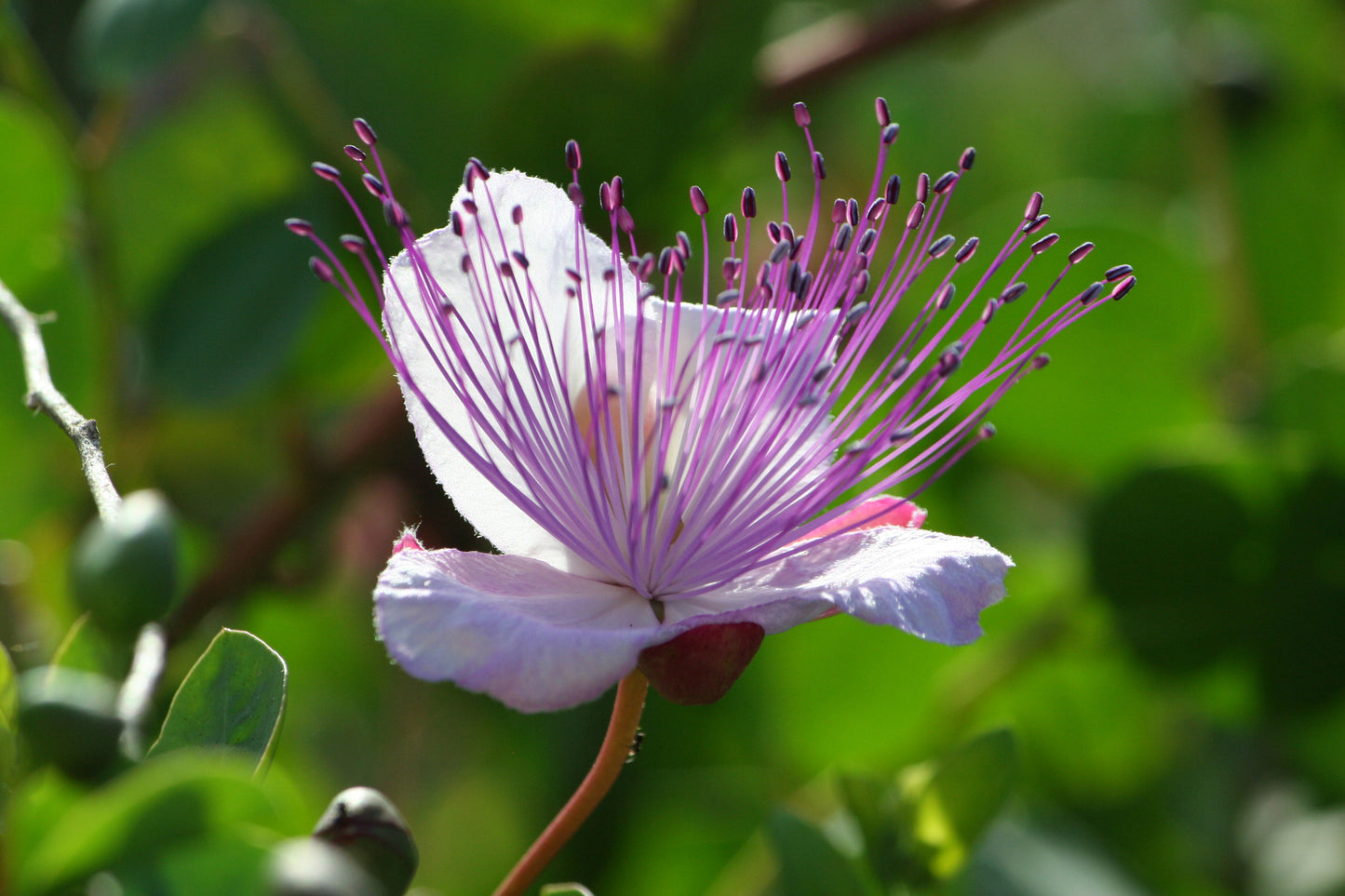 Seedeo® Echter Kapernstrauch (Capparis spinosa) 50 Samen