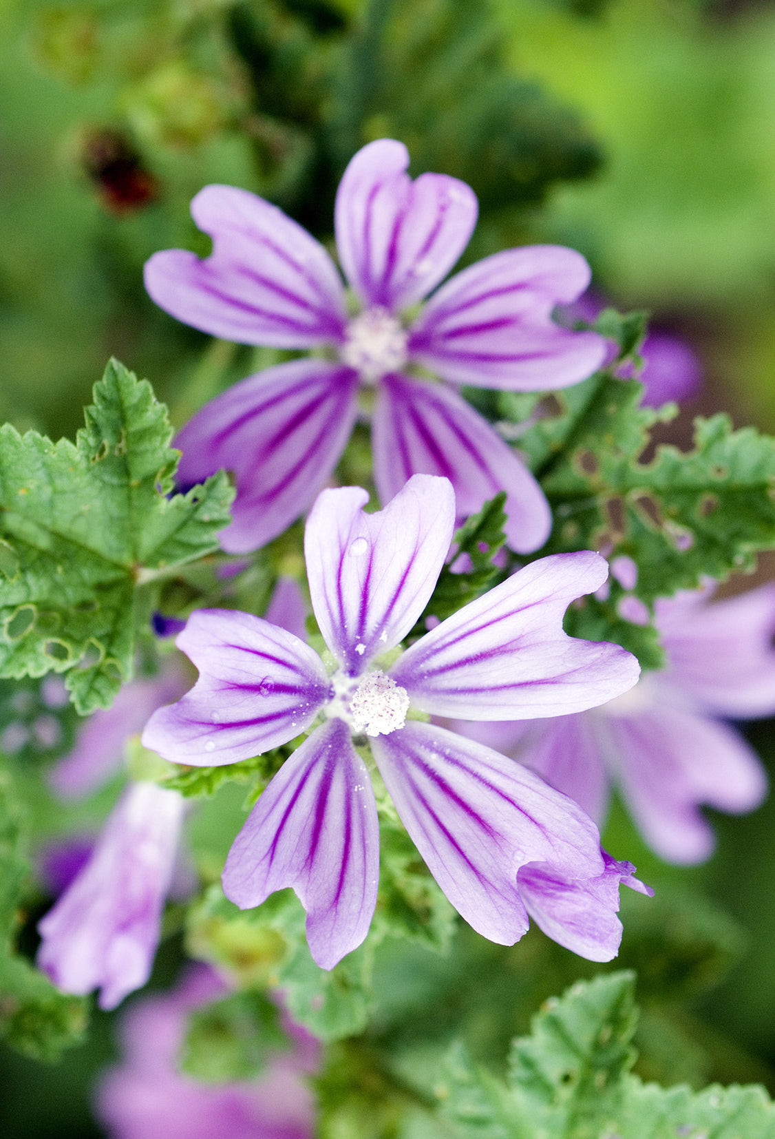 Seedeo® Blaue Malve (Malva sylvestris) 200 Samen