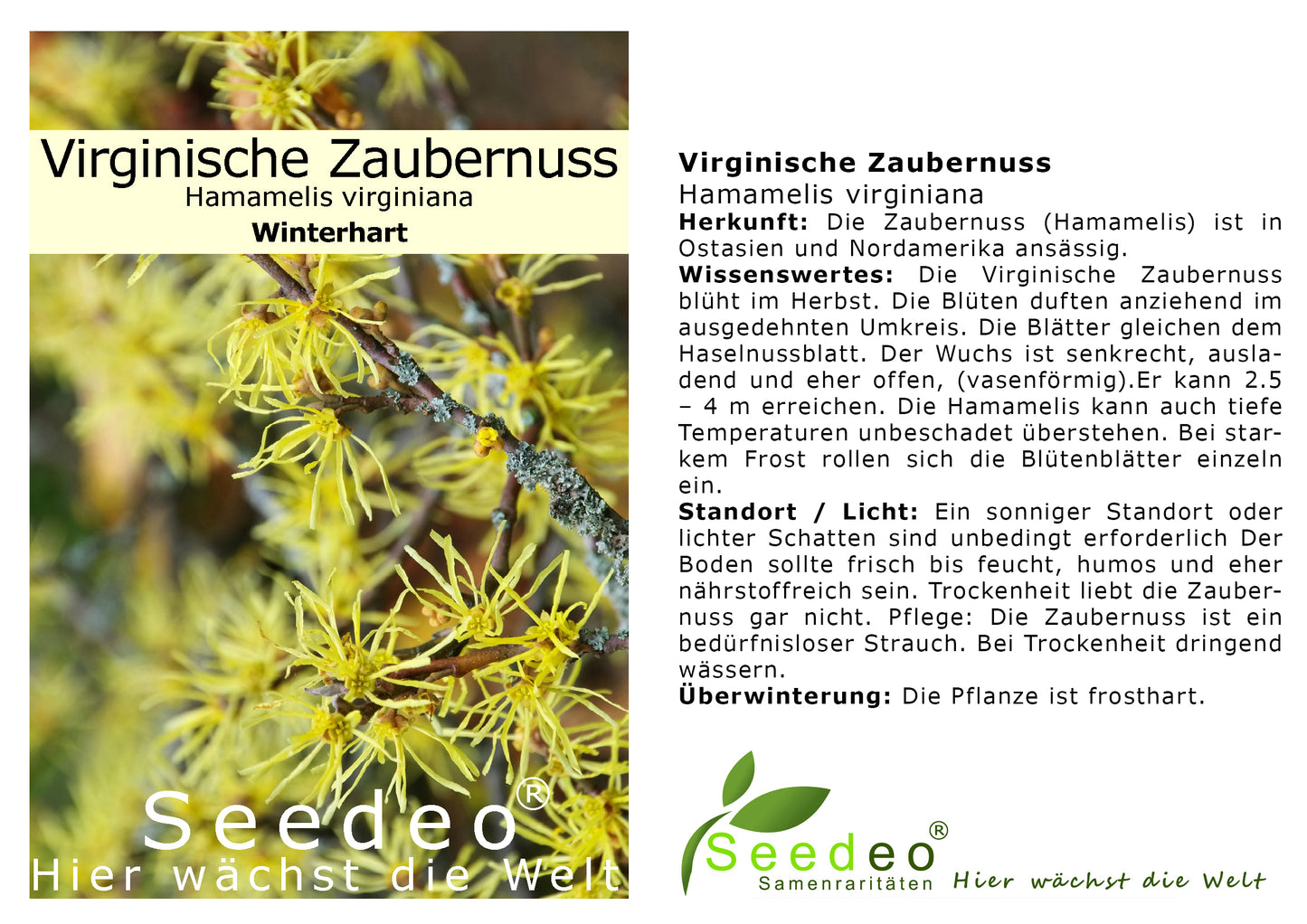 Seedeo® Virginische Zaubernuss (Hamamelis virginiana) Pflanze ca. 30 cm - 50 cm hoch