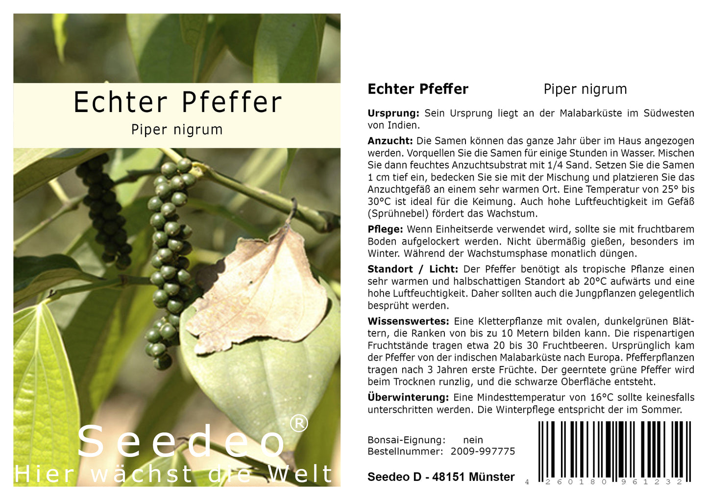 Seedeo® Echter Pfeffer (Piper nigrum) 20 Samen