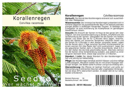 Seedeo® Korallenregen Colvillea racemosa 7 Samen