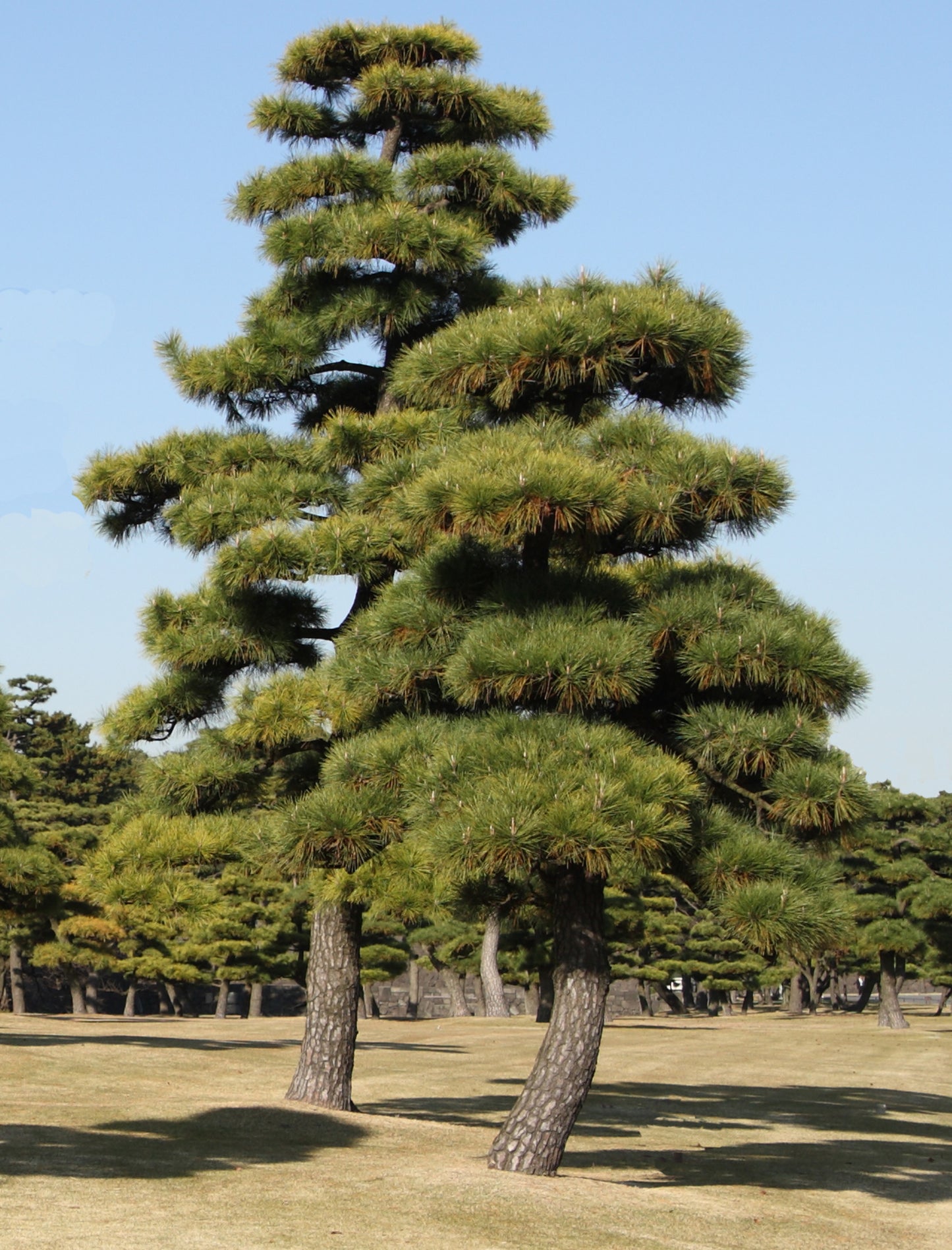 Seedeo® Japanische Schwarzkiefer (Pinus thunbergii) Pflanze ca 15cm - 25 cm