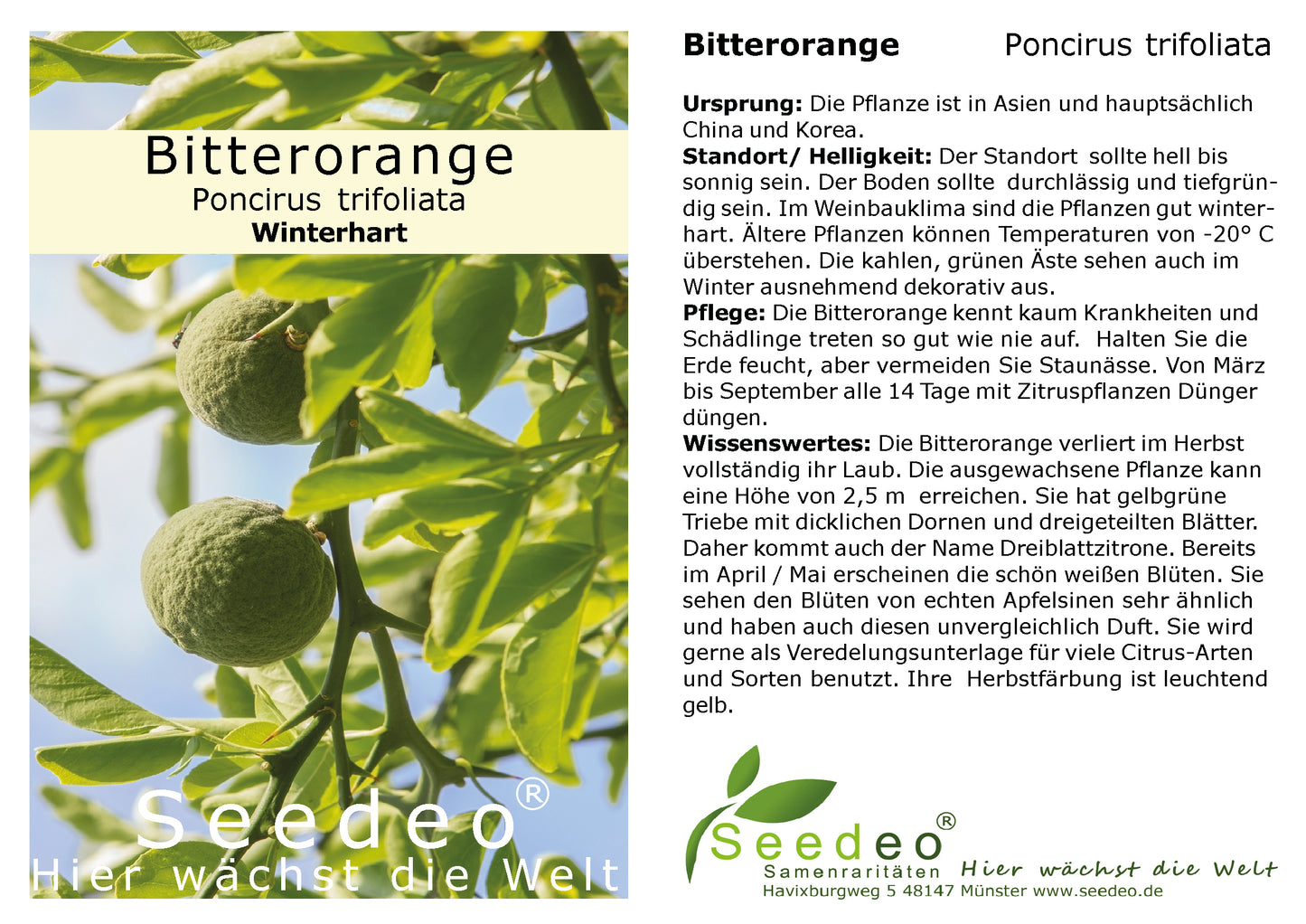 Seedeo® Bitterorange  (Poncirus trifoliata) Pflanze ca. 30 cm