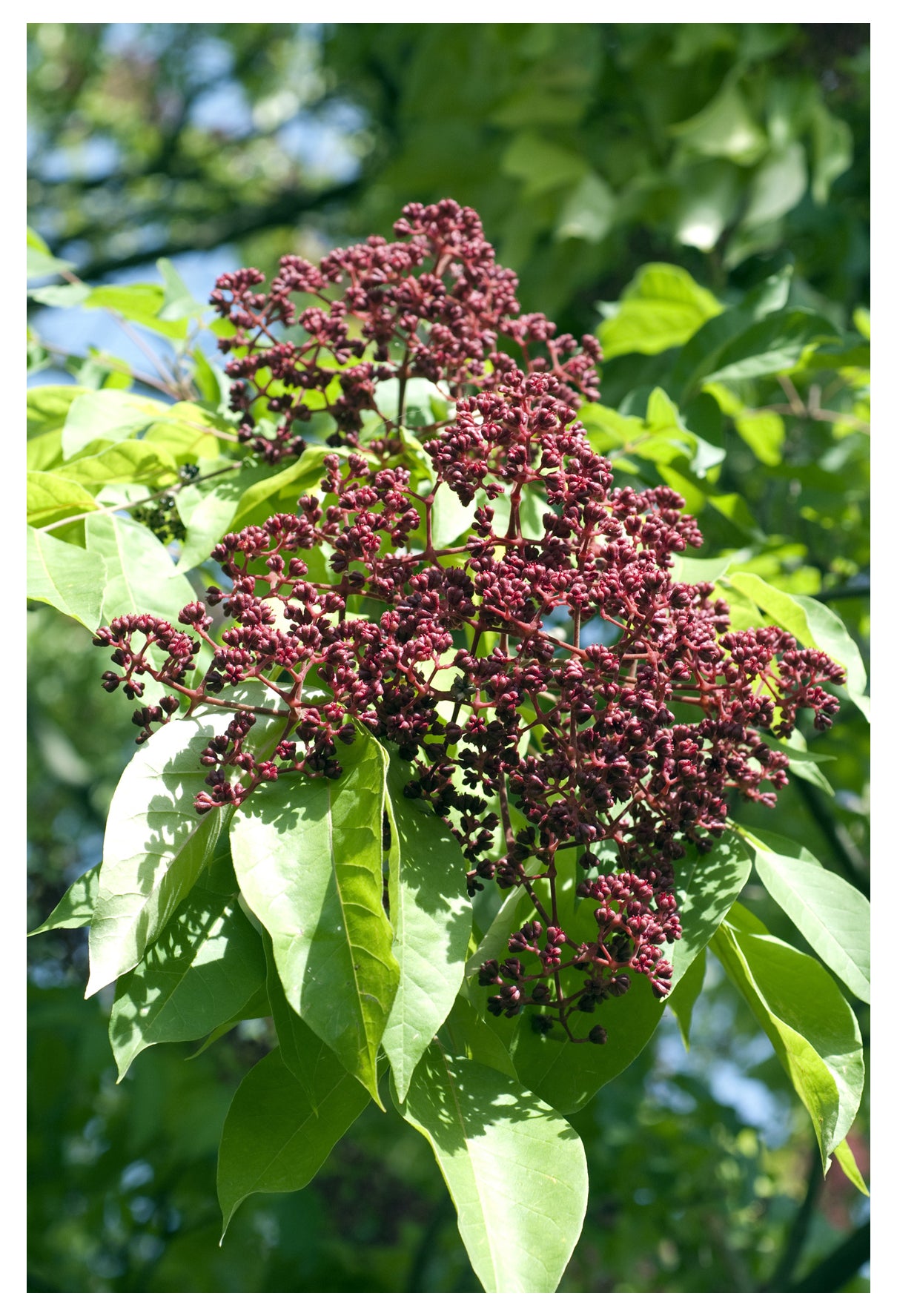 Seedeo® Bienenbaum (Euodia hupehensis) ca. 25 cm hoch