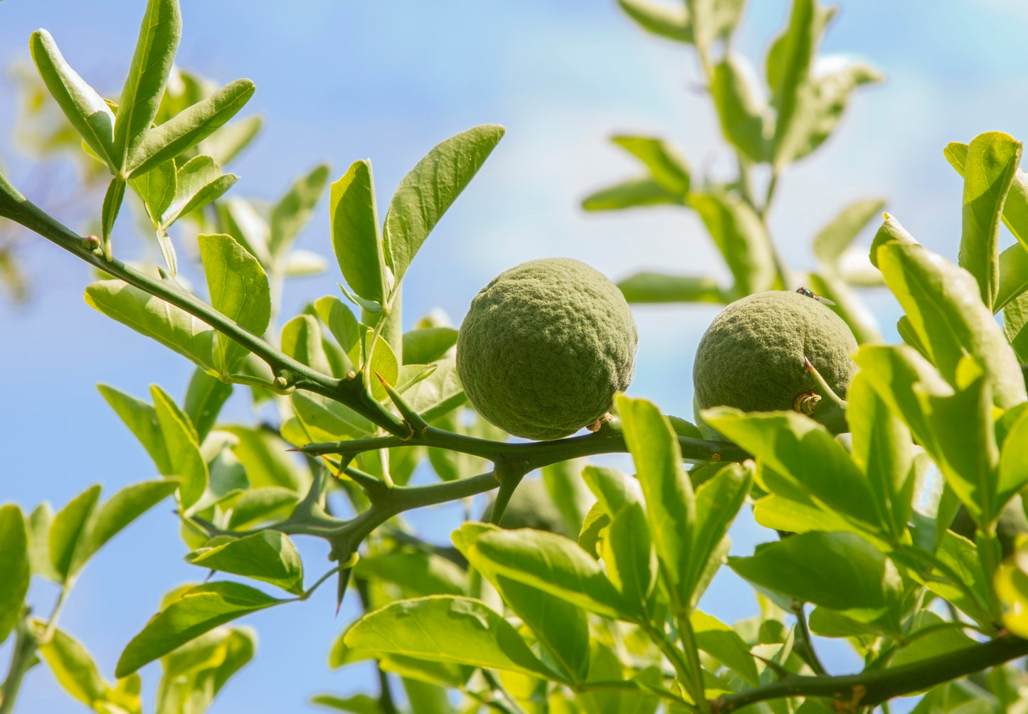 Seedeo® Bitterorange  (Poncirus trifoliata) Pflanze ca. 30 cm