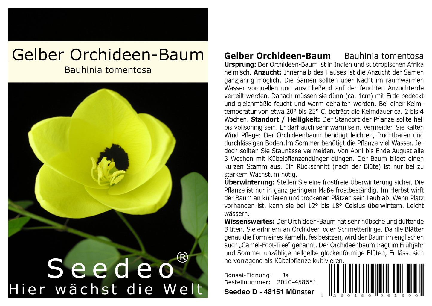 Seedeo® Gelber Orchideen-Baum (Bauhinia tomentosa) 20 Samen