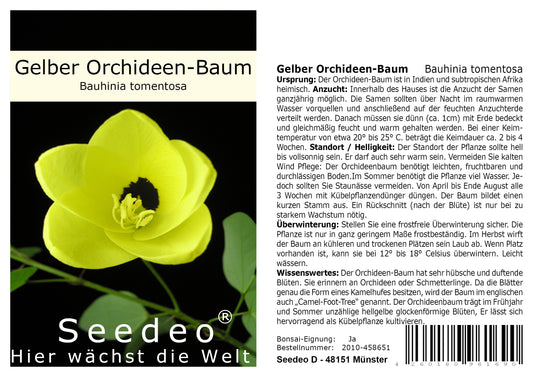 Seedeo® Gelber Orchideen-Baum (Bauhinia tomentosa) 20 Samen