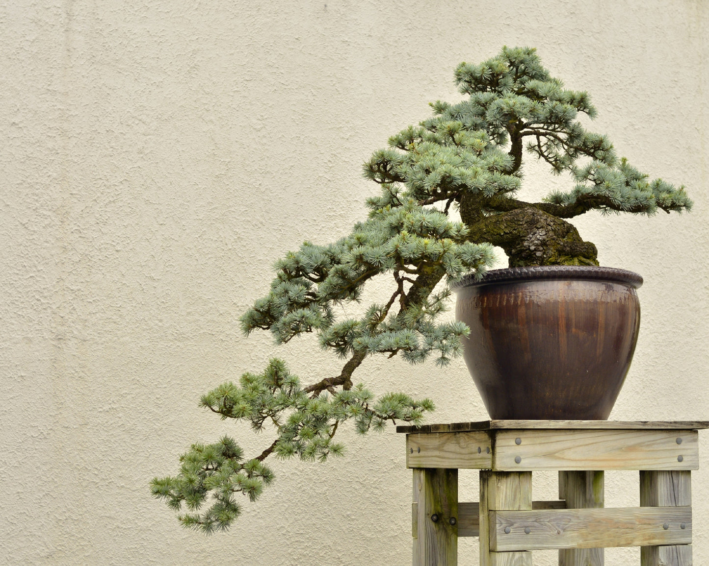 Seedeo® Blaue Atlas Zeder (Cedrus atlantica glauca) Bonsai 20 Samen