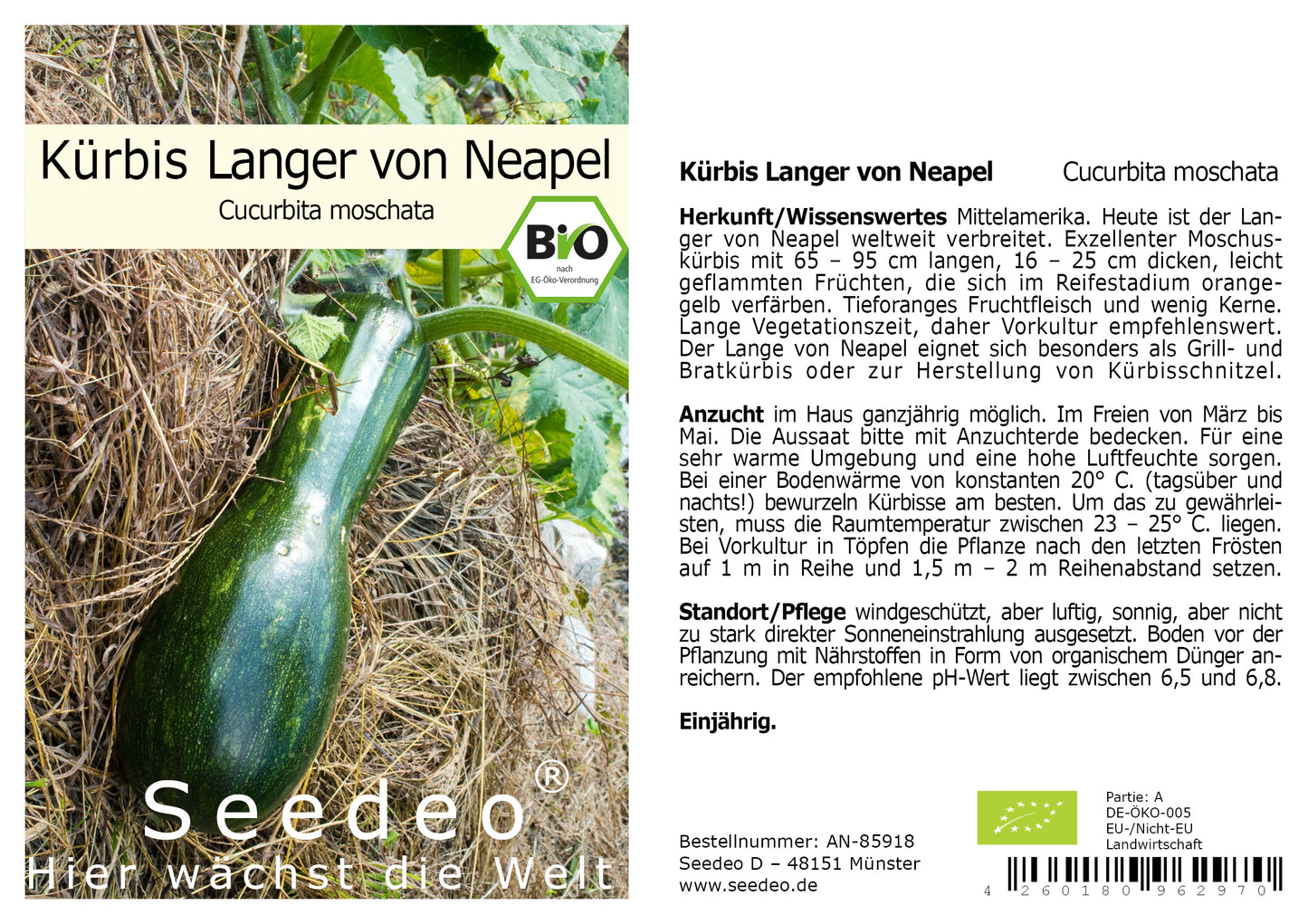 Seedeo® Kürbis Langer von Neapel (Cucurbita moschata) 10 Samen BIO