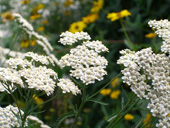 Seedeo® Schafgarbe (Achillea millefolium) 200 Samen