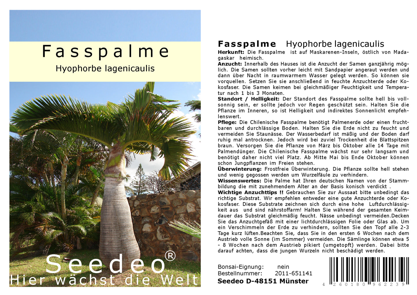 Seedeo® Fasspalme (Hyophorbe lagenicaulis) 5 Samen