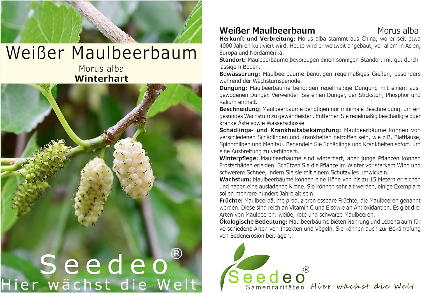 Seedeo® Weißer Maulbeerbaum (Morus alba) ca. 50 cm - 70 cm