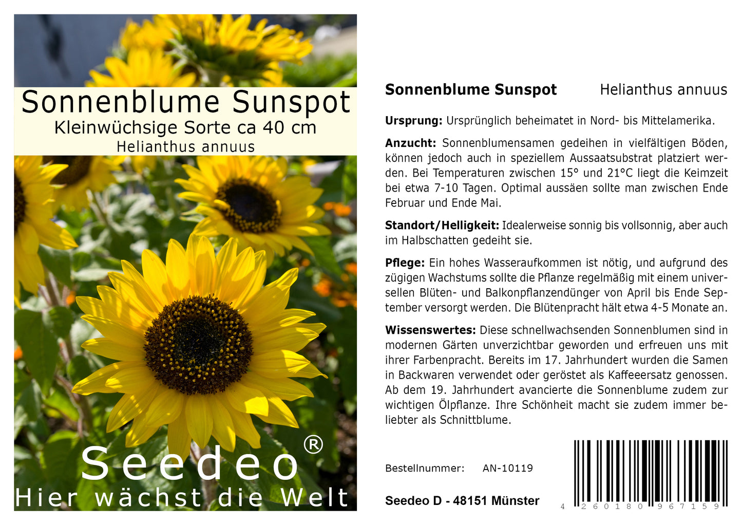 Seedeo® Sonnenblume Sunspot (Helianthus annuus) 20 Samen Kleinwüchsige Sorte ca 40 cm