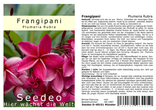 Seedeo® Frangipani (Plumeria Rubra) 7 Samen