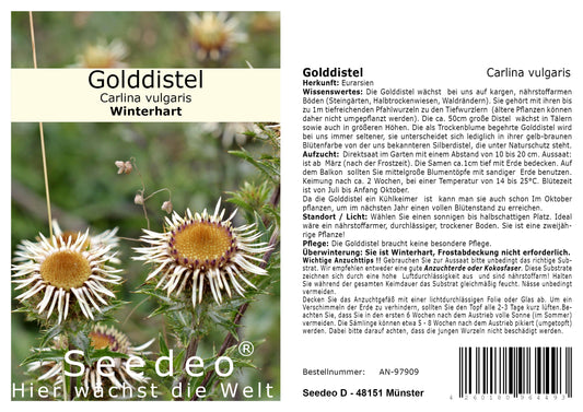 Seedeo® Golddistel (Carlina vulgaris) 30 Samen