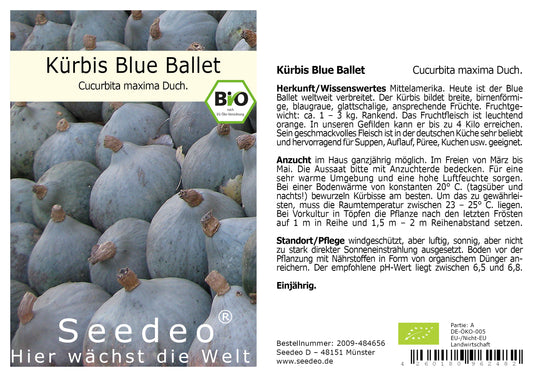 Seedeo® Kürbis Blue Ballet (Cucurbita maxima Duch.)  7 Samen BIO