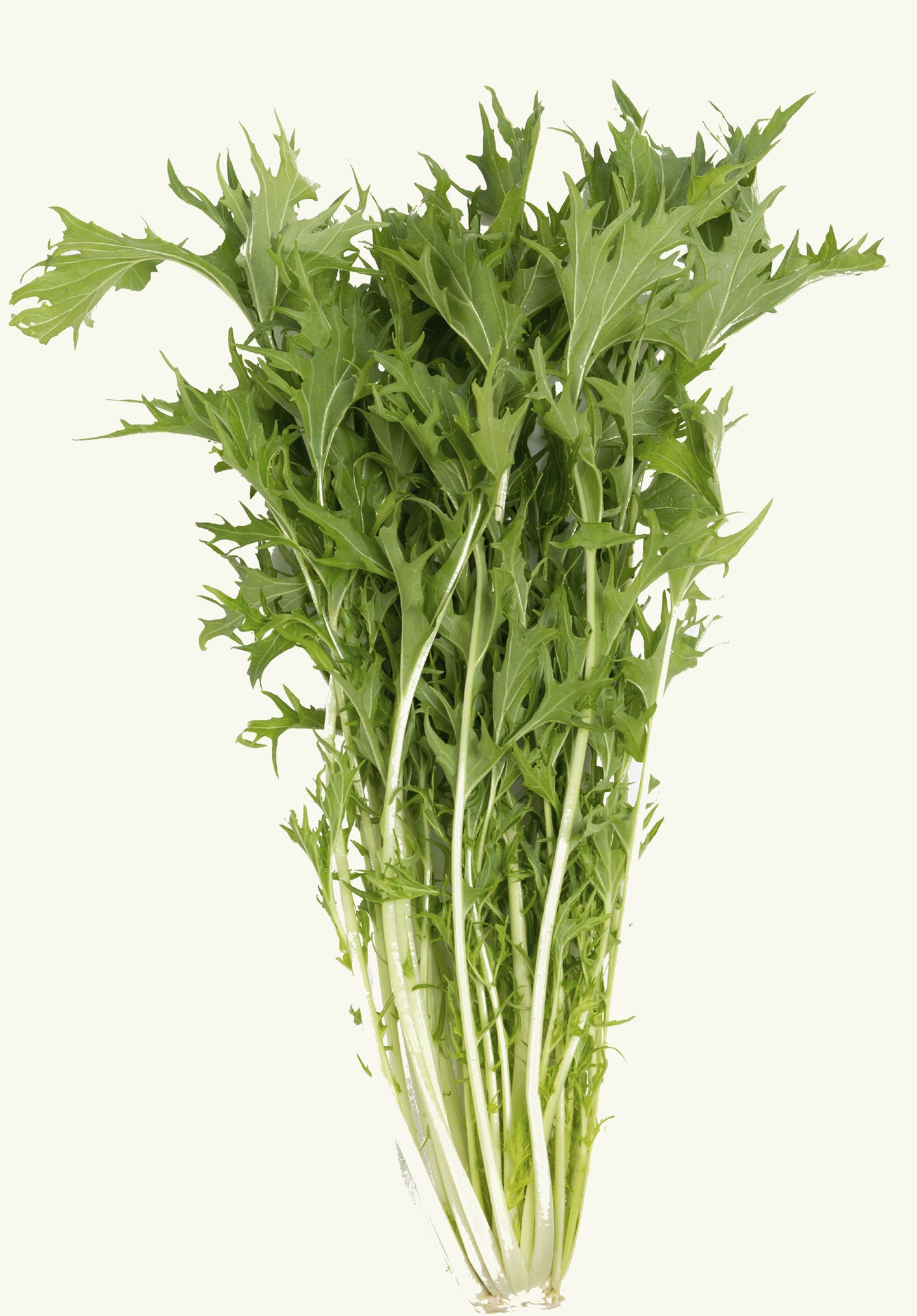 Seedeo® Mizuna  (Brassica rapa var. japonica) 500 Samen BIO