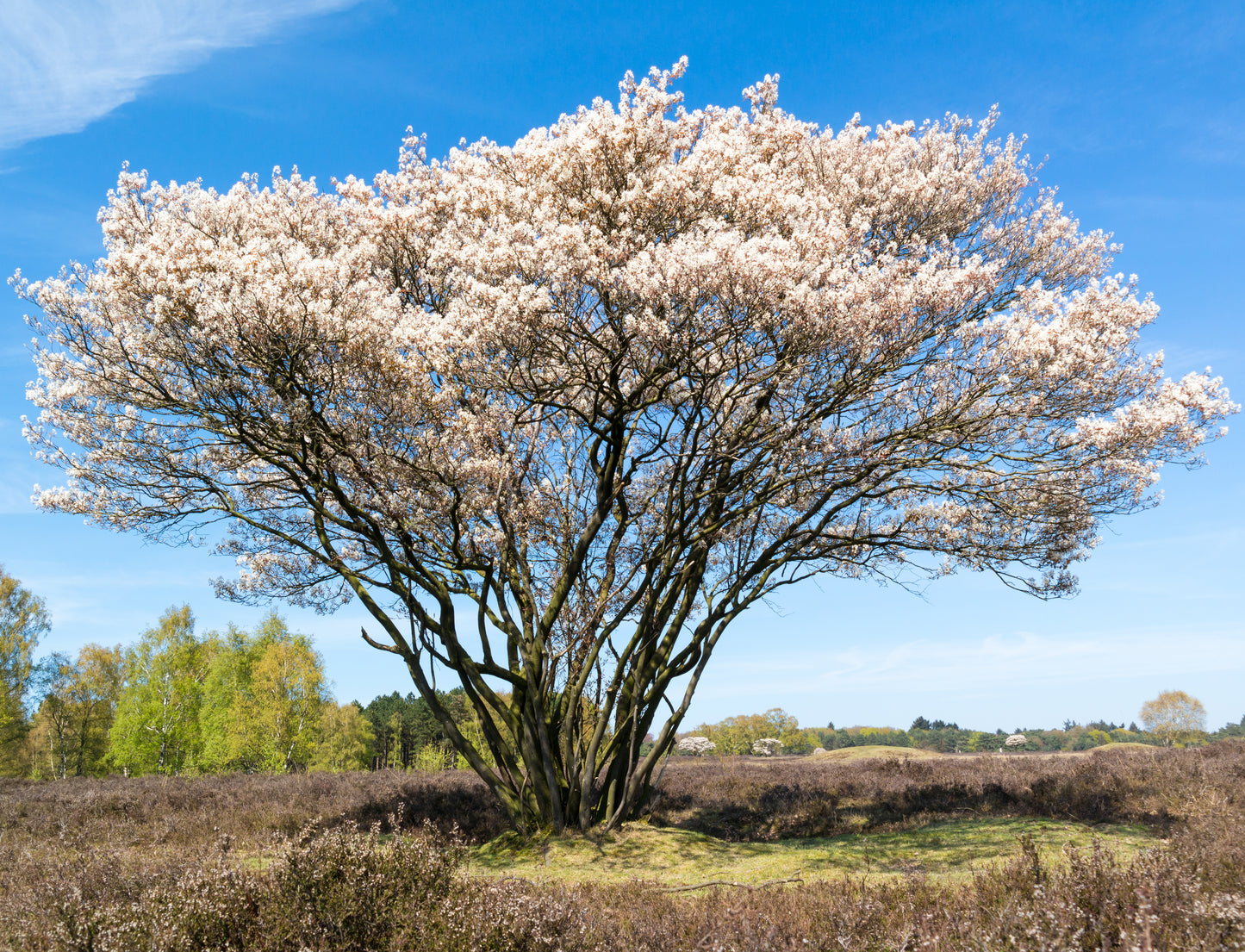 Seedeo® Kupfer-Felsenbirne (Amelanchier lamarckii) Pflanze ca. 30 cm hoch