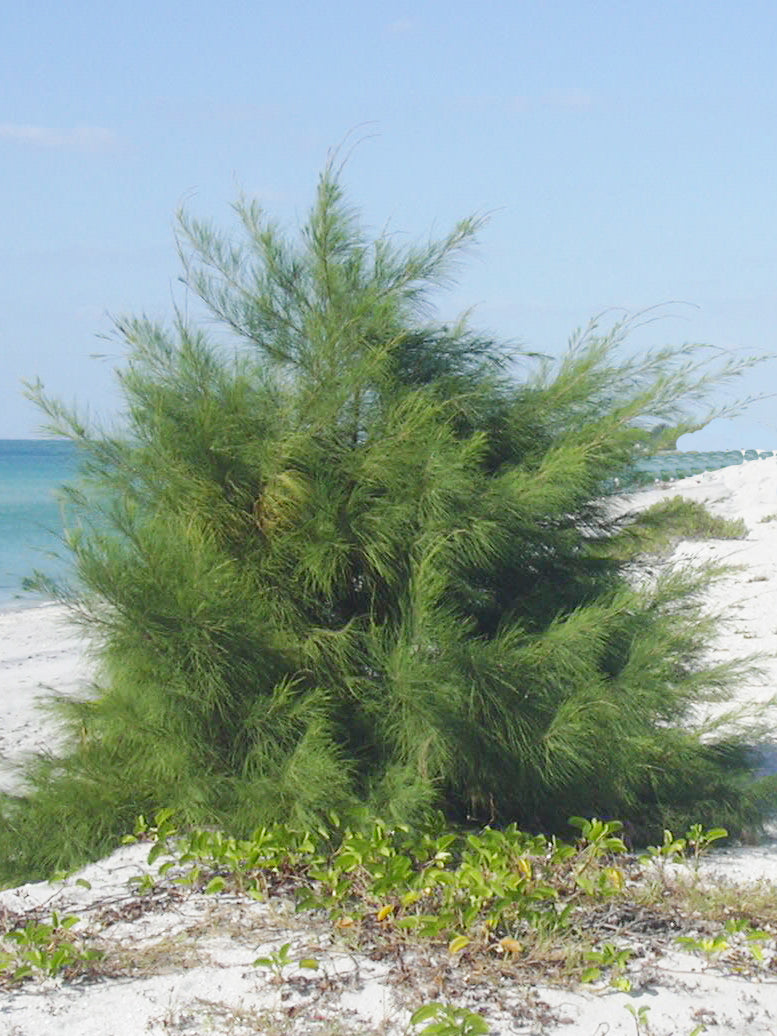 Seedeo® Känguruhbaum/Australische Kiefer (Casuarina equisitifolia) 100 Samen