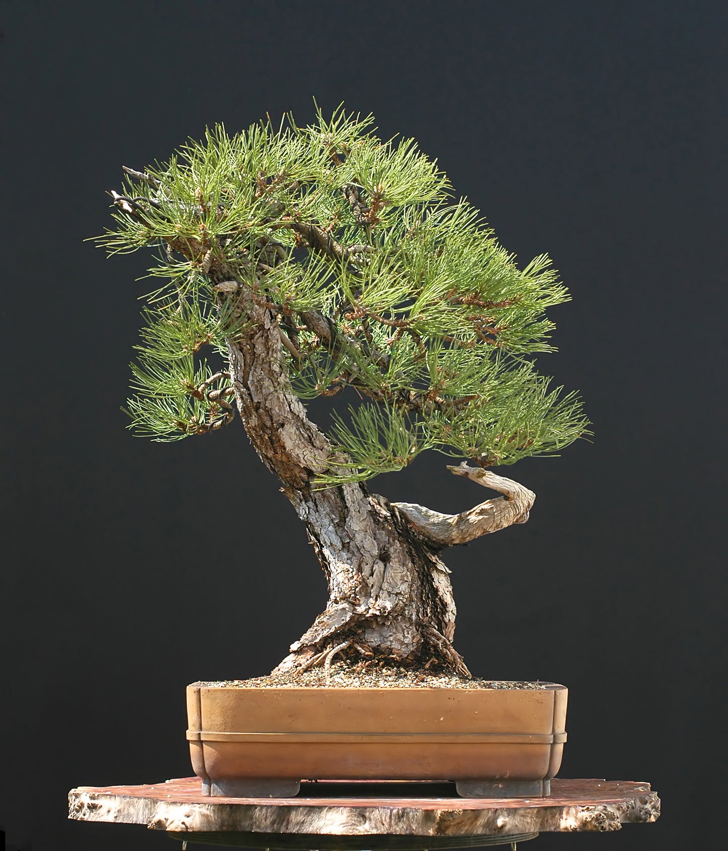 Seedeo® Österreichische Schwarzkiefer Bonsai 30 Samen