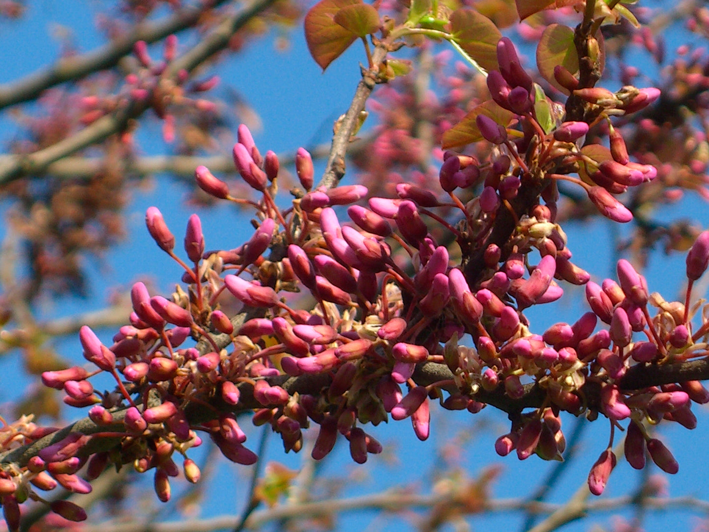 Seedeo® Judasbaum (Cercis siliquastrum) Pflanze ca. 20 cm