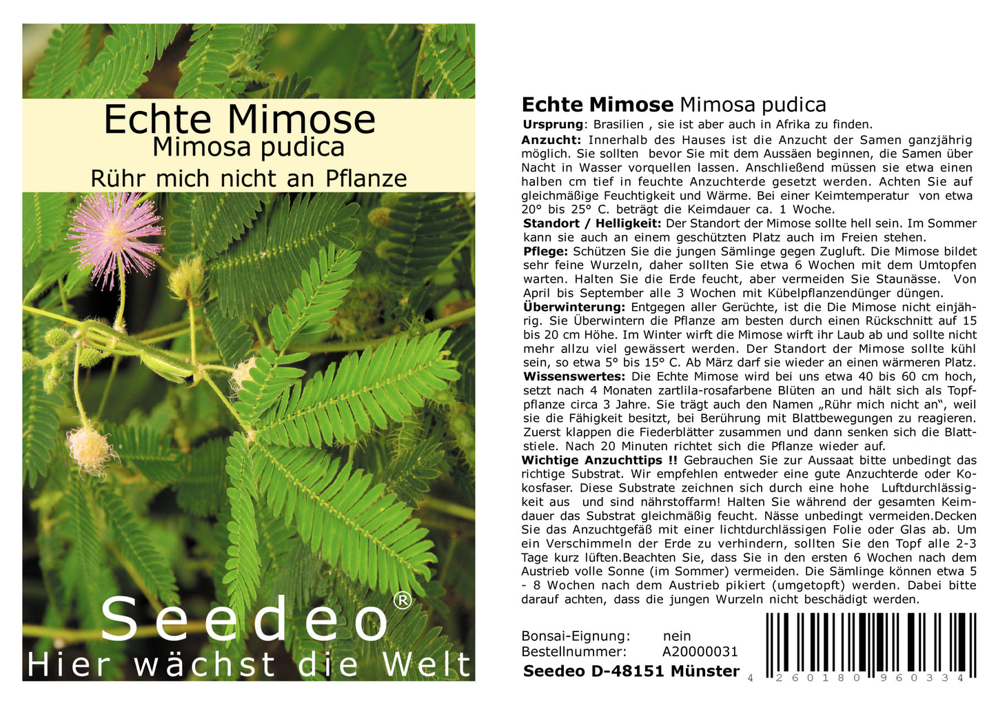 Seedeo® Echte Mimose (Mimosa pudica) 150 Samen