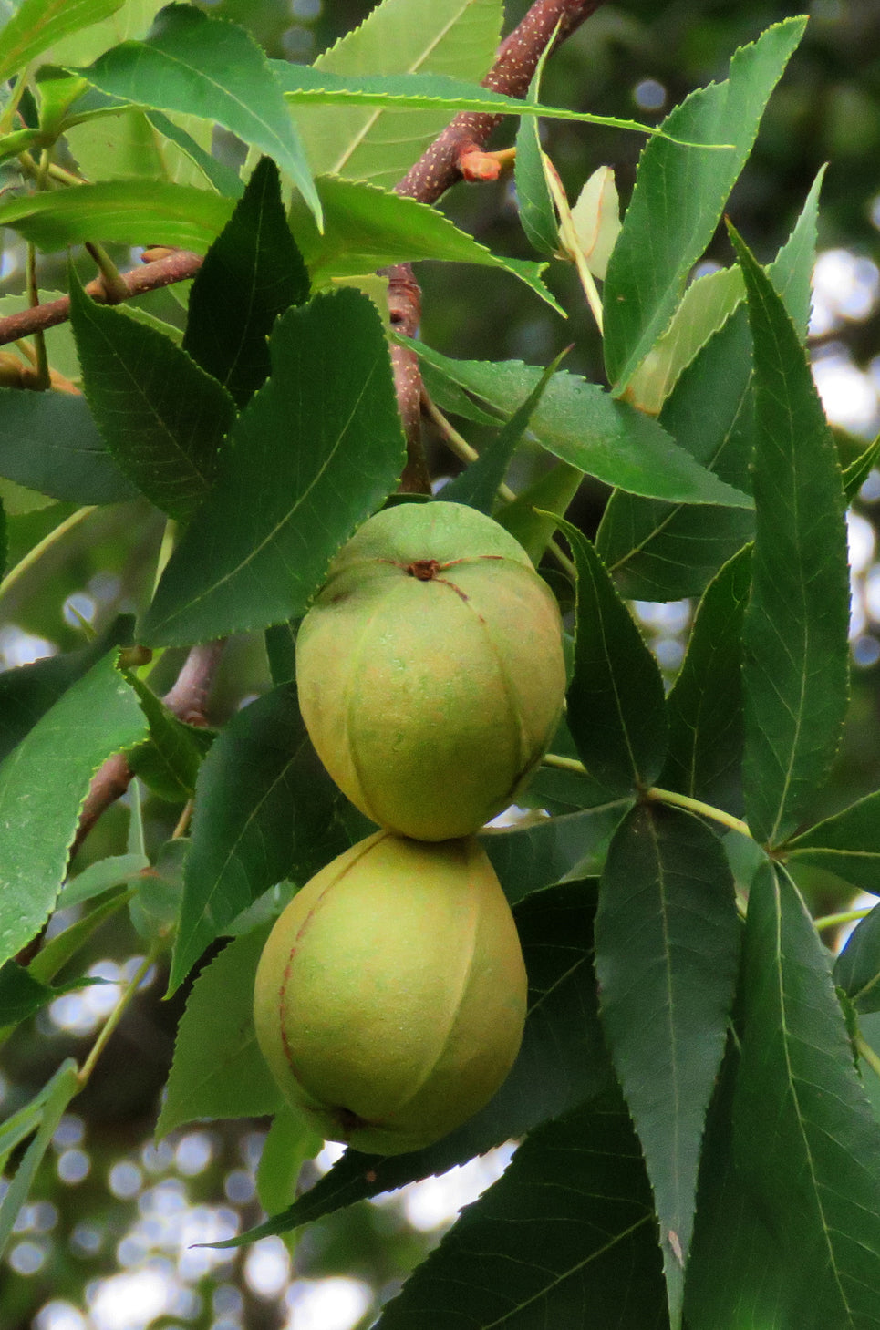 Seedeo® Pekannuss (Carya illinoinensis) ca. 20 cm - 30 cm