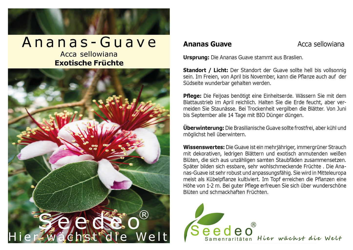 Seedeo® Ananas Guave (Acca sellowiana) Pflanze ca. 20 cm hoch