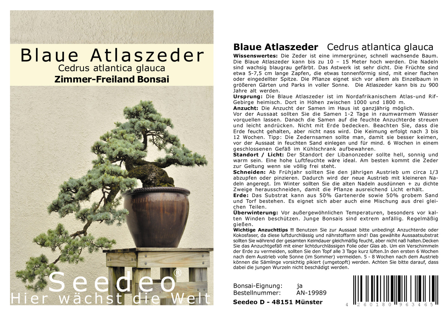 Seedeo® Blaue Atlas Zeder (Cedrus atlantica glauca) Bonsai 20 Samen