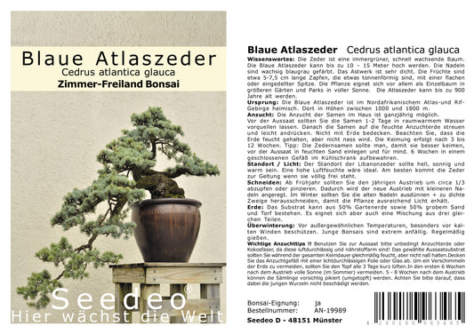 Seedeo® Blaue Atlas Zeder (Cedrus atlantica glauca) Bonsai 20 Samen