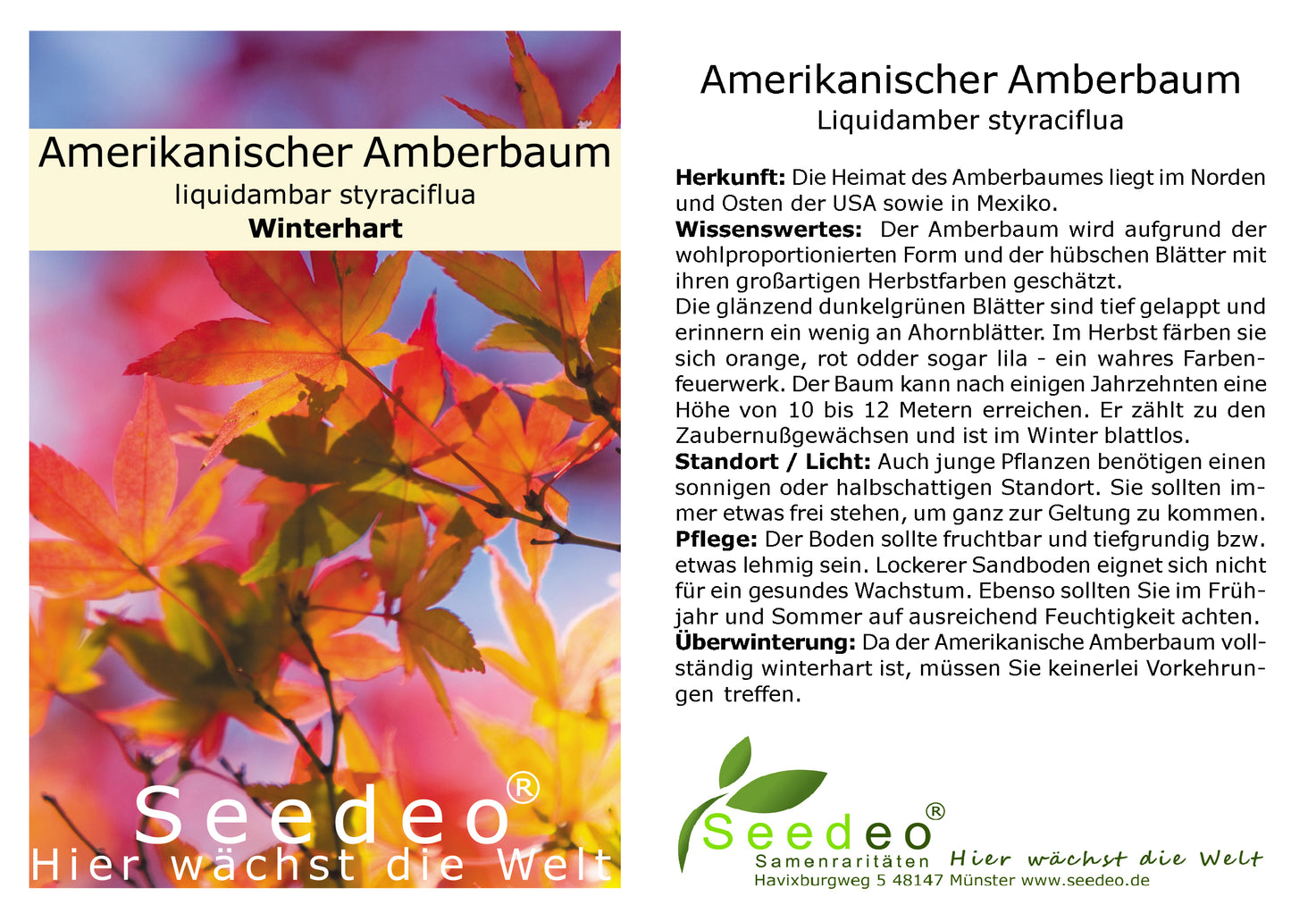 Seedeo® Amerikanischer Amberbaum (Liquidambar styraciflua) Pflanze 2,5 Jahre alt