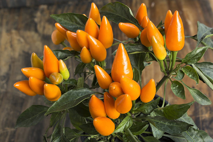 Seedeo® Chili Capela orange (Capsicum frutescens) BIO