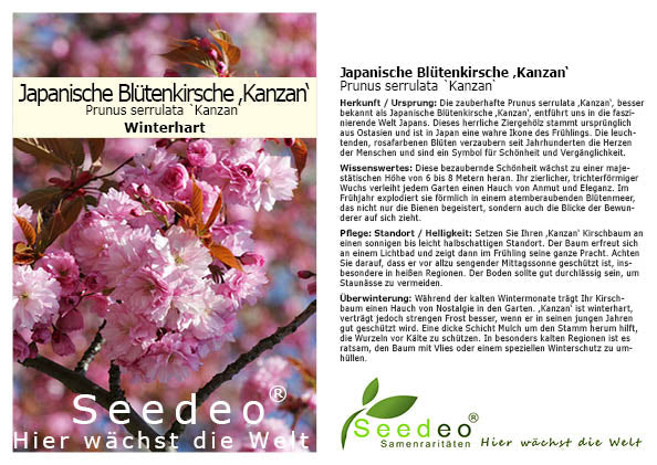 Seedeo® Japanische Blüten- und Zierkirsche (Prunus serrulata `Kanzan`) höhe 70 cm