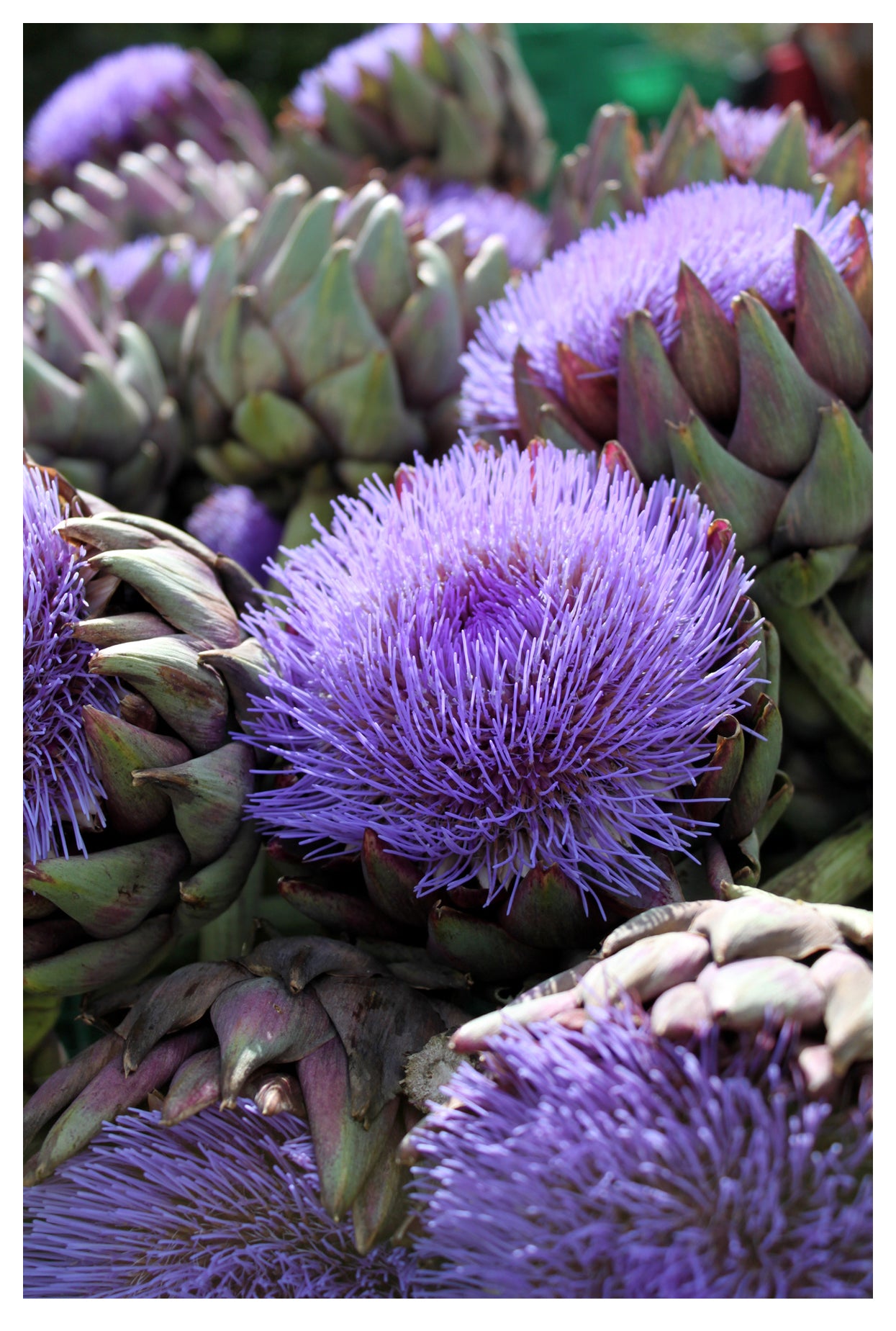 Seedeo® Artischocke (Cynara scolymus) 50  Samen