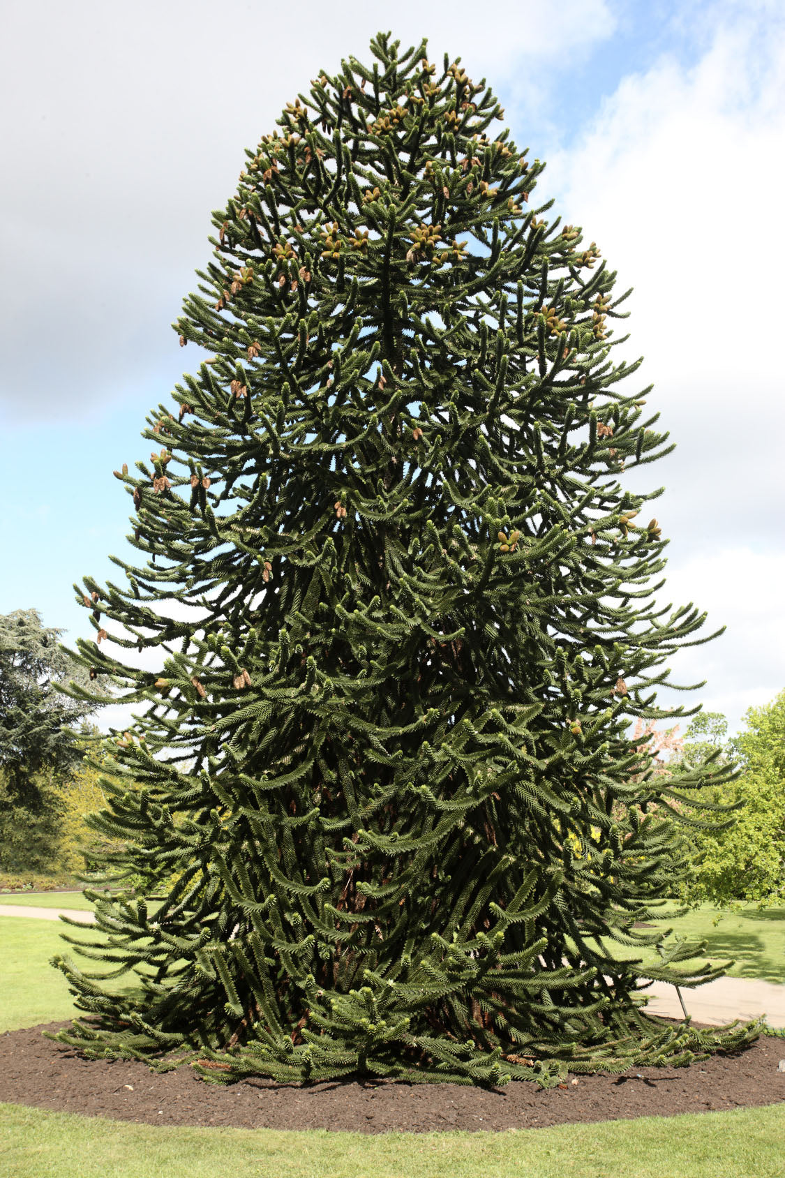 Seedeo® Chilenische Andentanne (Araucaria Araucana) 3 Samen