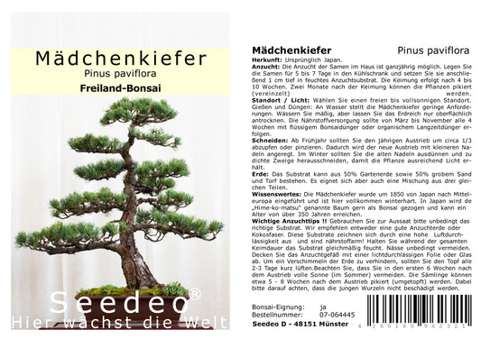 Seedeo® Mädchenkiefer (Pinus parviflora) Bonsai 15 Samen