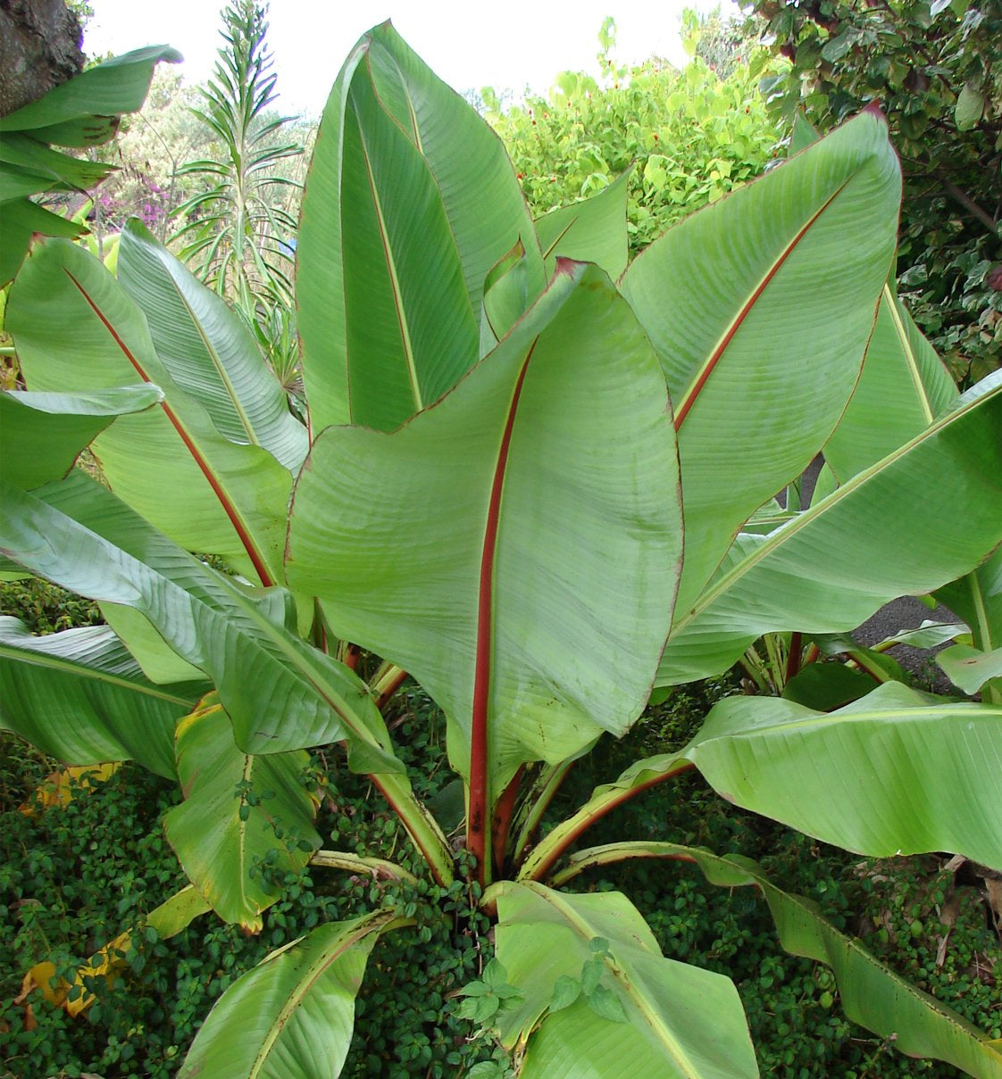 Seedeo® Große Zierbanane (Ensete ventricosum) 10 Samen