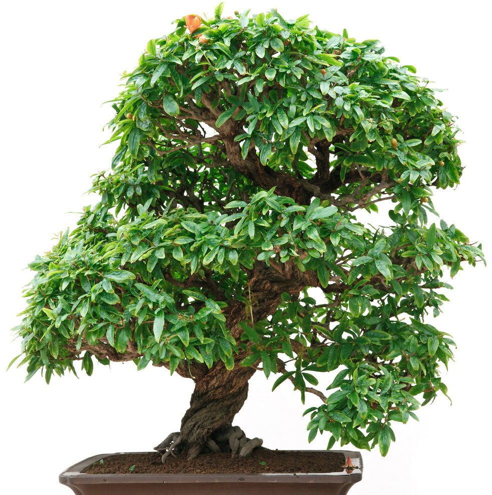 Seedeo® Zwerg-Granatapfel (Punica granatum nana) Bonsai 30 Samen