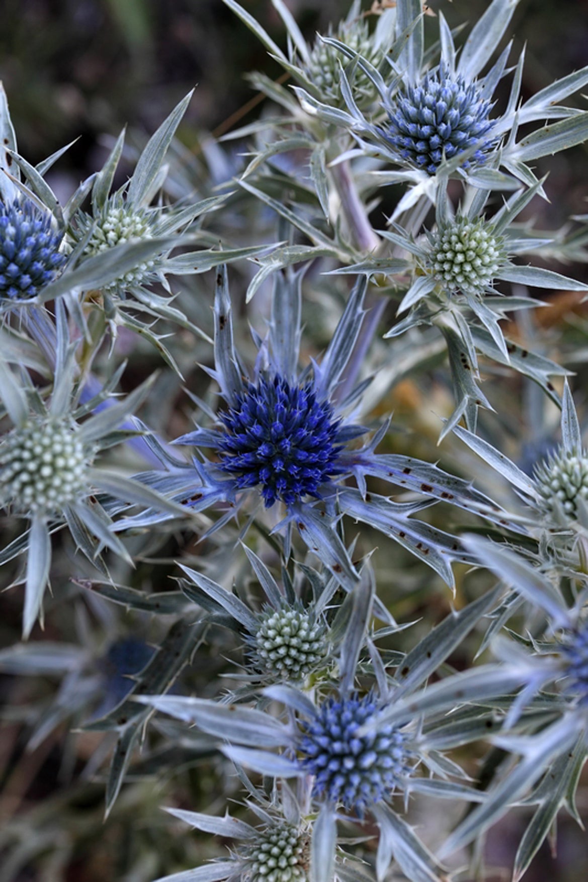 Seedeo® Mannstreu (Eryngium amethystinum) 30 Samen