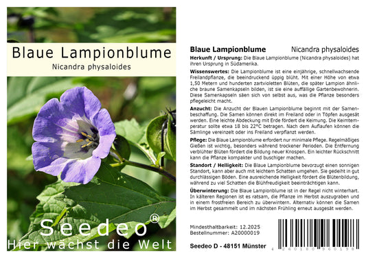 Seedeo® Blaue Lampionblume (Nicandra physaloides) 100 Samen