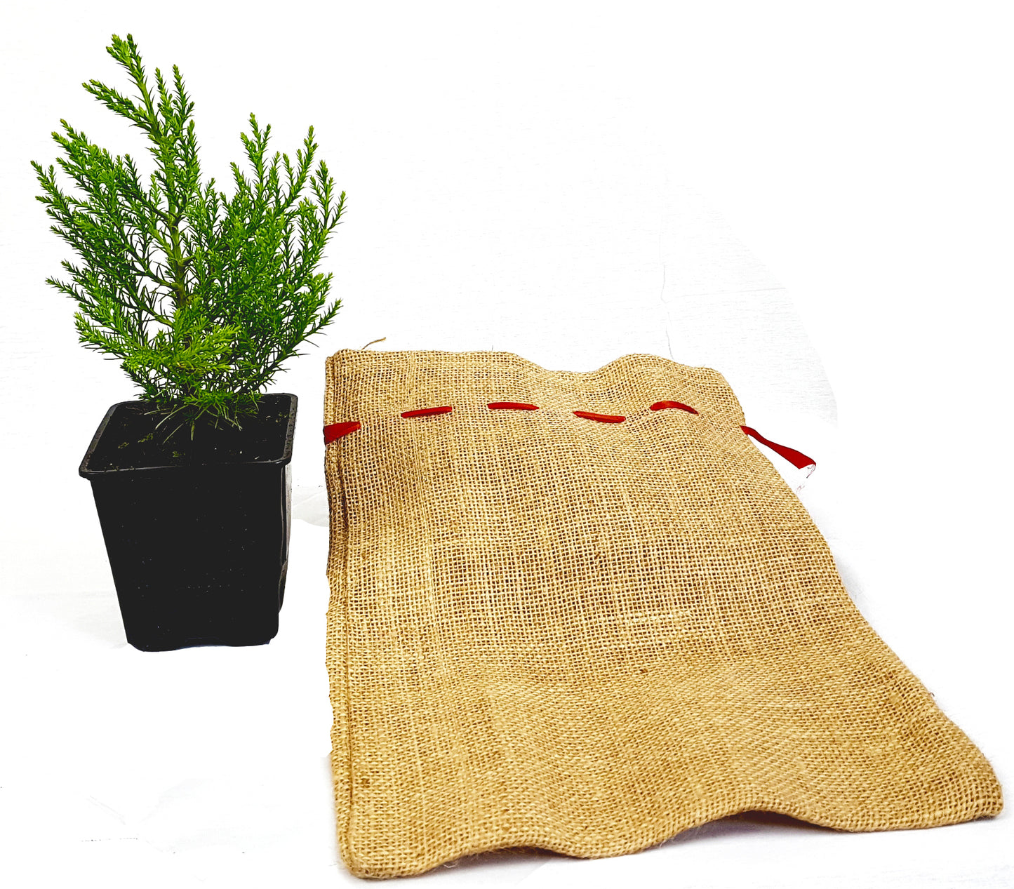 Seedeo® Berg - Mammutbaum (Sequoiadendron giganteum) Pflanze 2 Jahre alt Geschenkedition