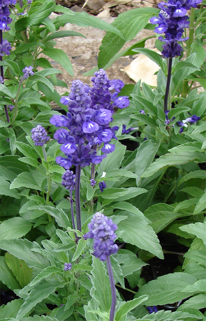 Seedeo® Lavendelsalbei / Spanischer Salbei (Salvia lavandulafolia) 50 Samen