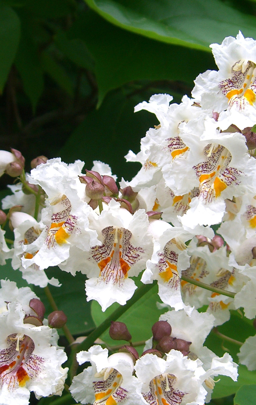 Seedeo® Trompetenbaum  Catalpa bignonioides Pflanze ca. 50 cm hoch