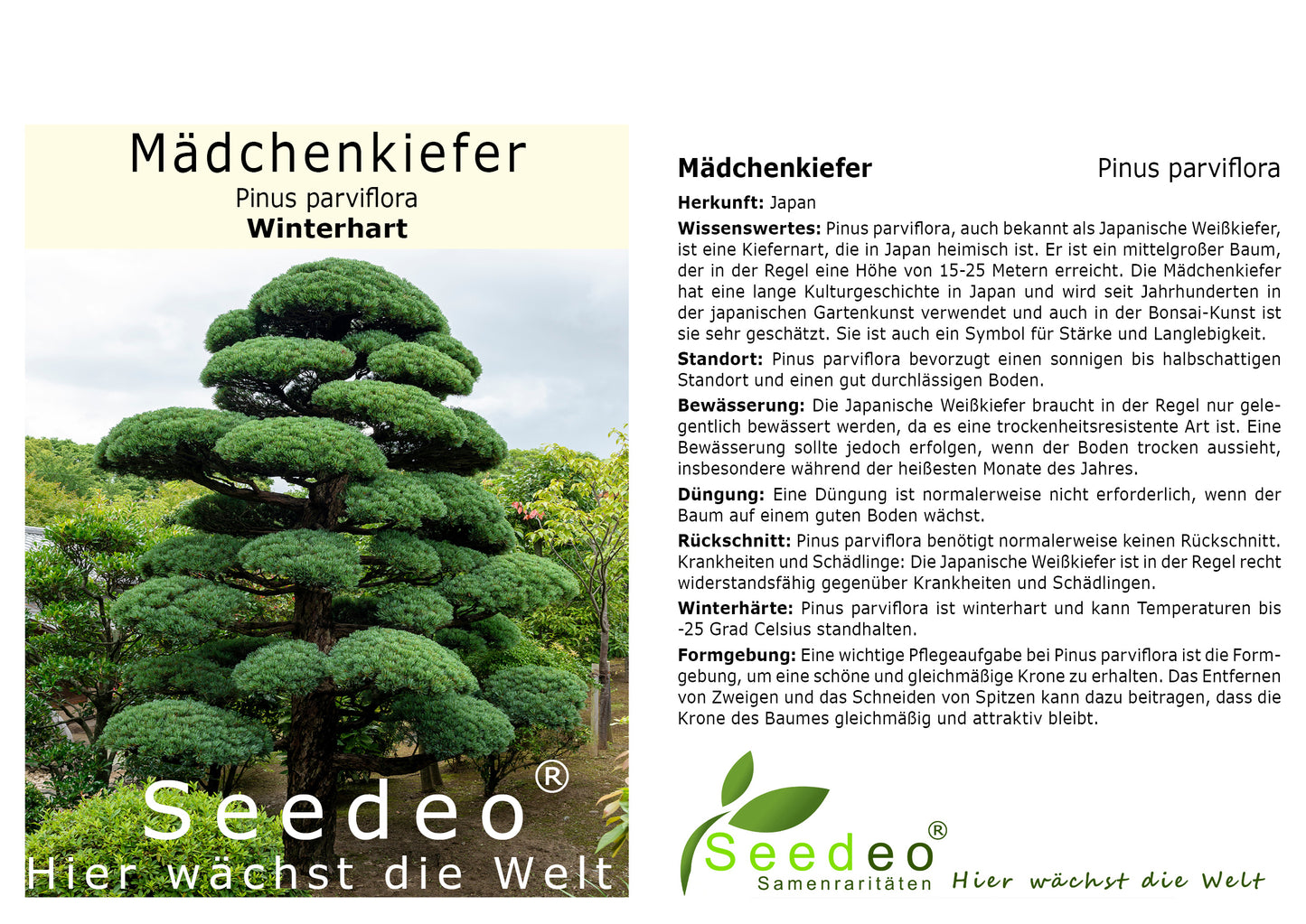 Seedeo® Mädchenkiefer (Pinus parviflora) Pflanze ca. 20 cm - 30 cm …