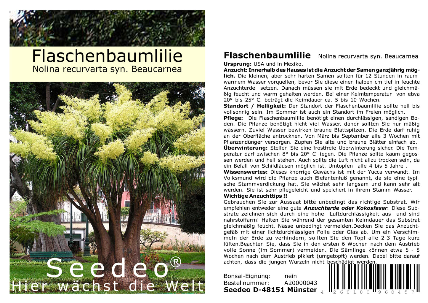 Seedeo® Flaschenbaumlilie - Elefantenfuß -(Nolina recurvata) 10 Samen