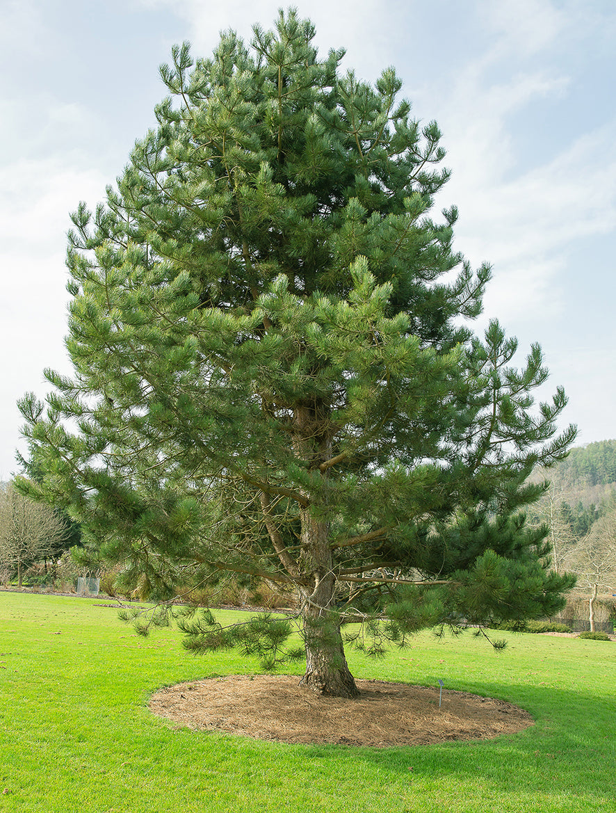 Seedeo® Österreichische Schwarzkiefer (Pinus nigra austriaca) Pflanze ca. 20 cm